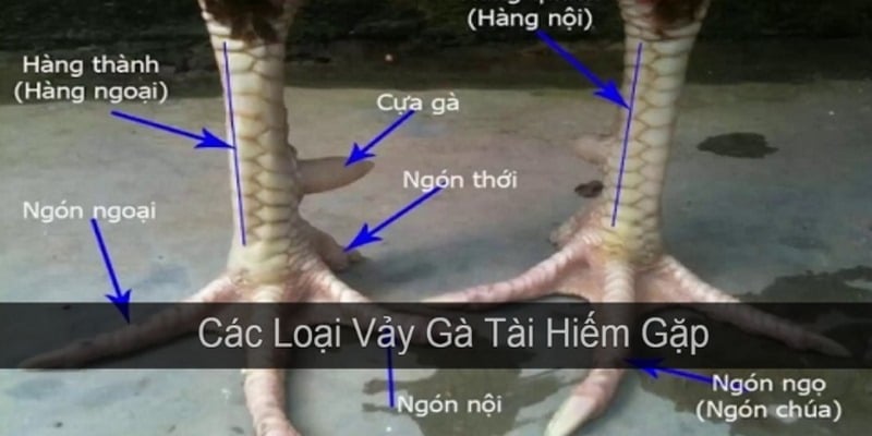 Tổng hợp các loại vảy gà đá