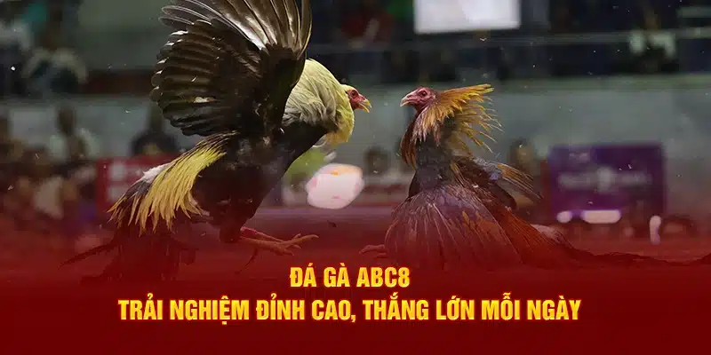 đá gà abc8 2025 ảnh đại diện