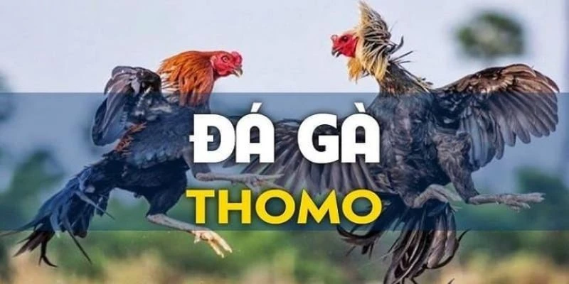 đá gà thomo ảnh đại diện 2025